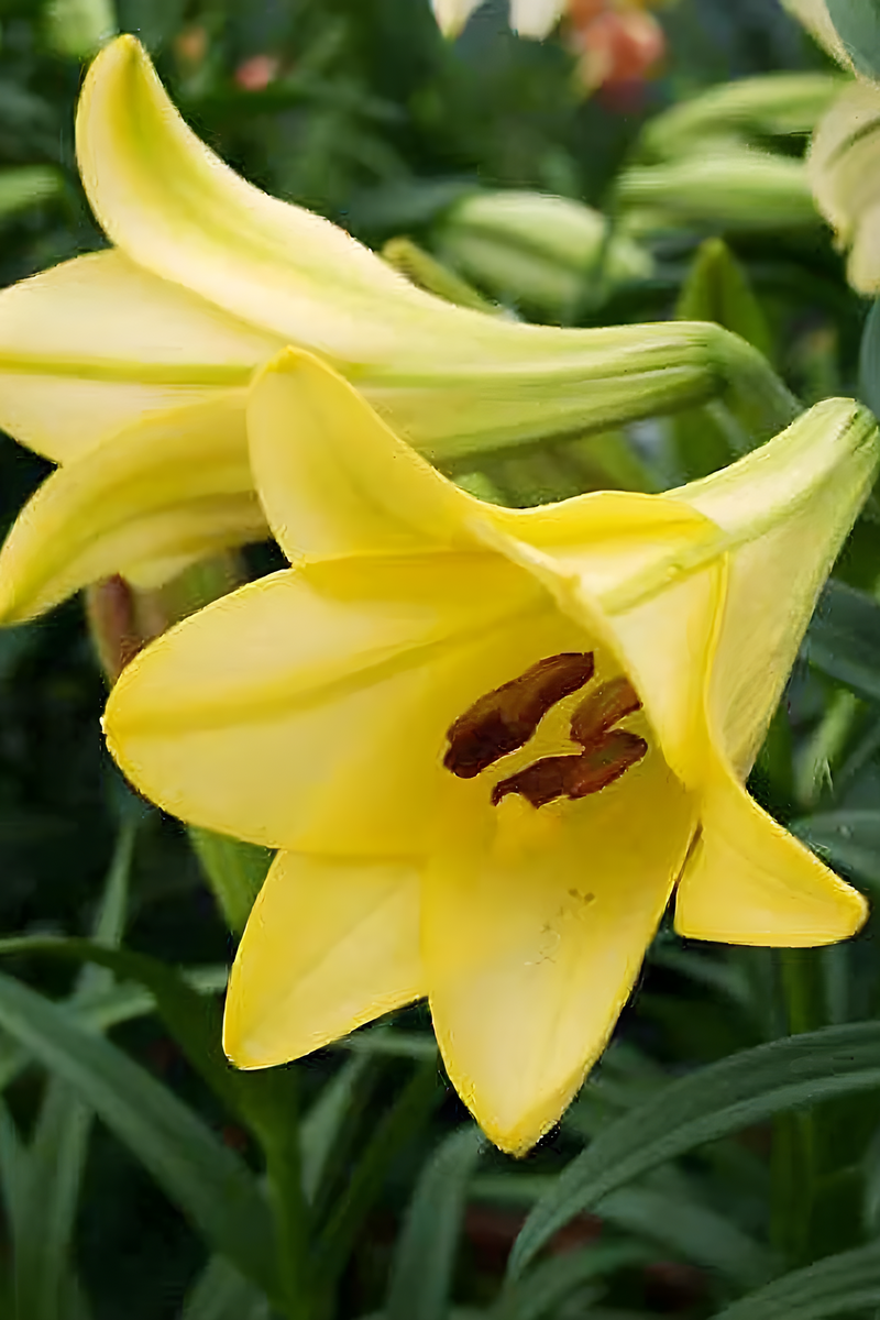 Лилия лонгифлорум Делиана, 12/14, 1 шт.