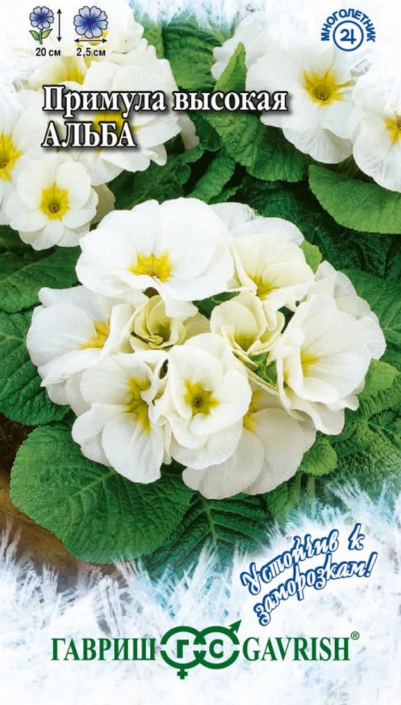 Примула высокая Альба, 4 шт. Устойчив к заморозкам.