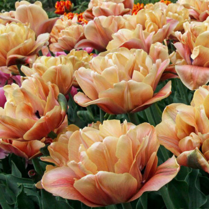 Тюльпан махровый поздний Ла Белле Эпок, 11/12, 1 шт.