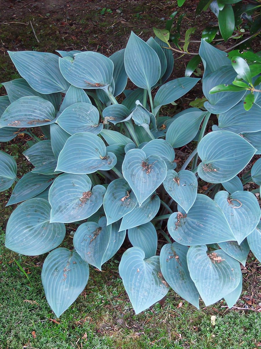 Хоста Блю Кадет, 1 шт.