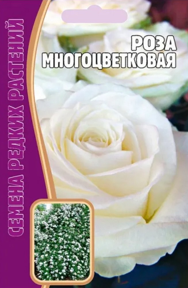 Роза Многоцветковая Белая, 7 шт.