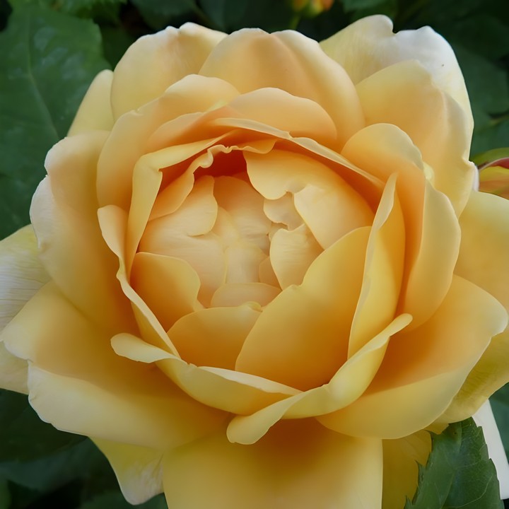 Роза английская парковая Голден Селебрейшен, 1 шт.