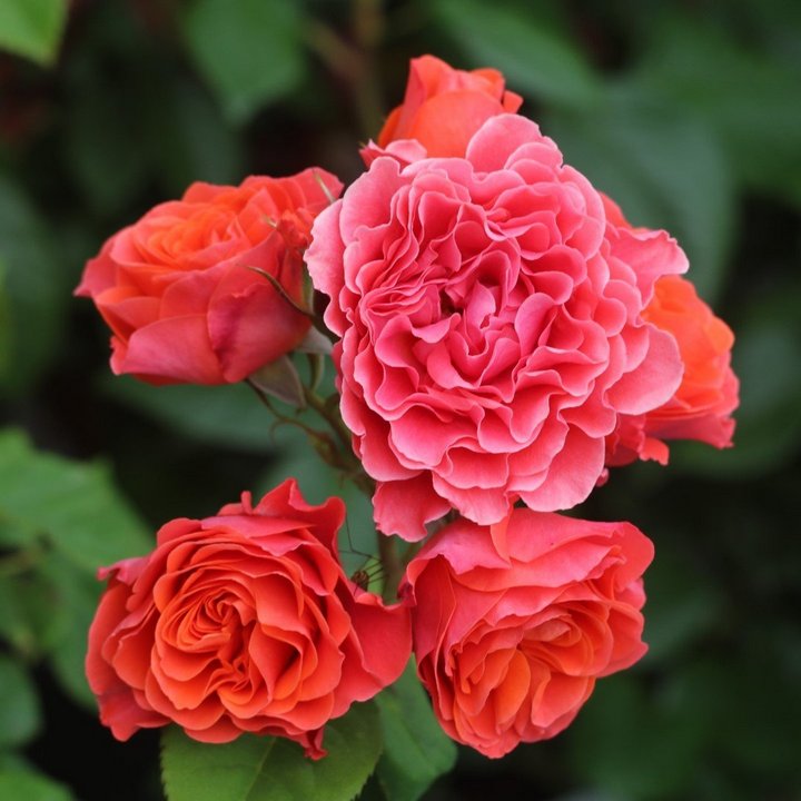 Роза флорибунда Леди оф Белград/ЦКорЛюкс