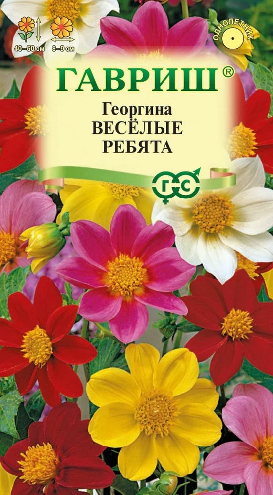 Георгина Веселые ребята, 0,3 г. Гавриш