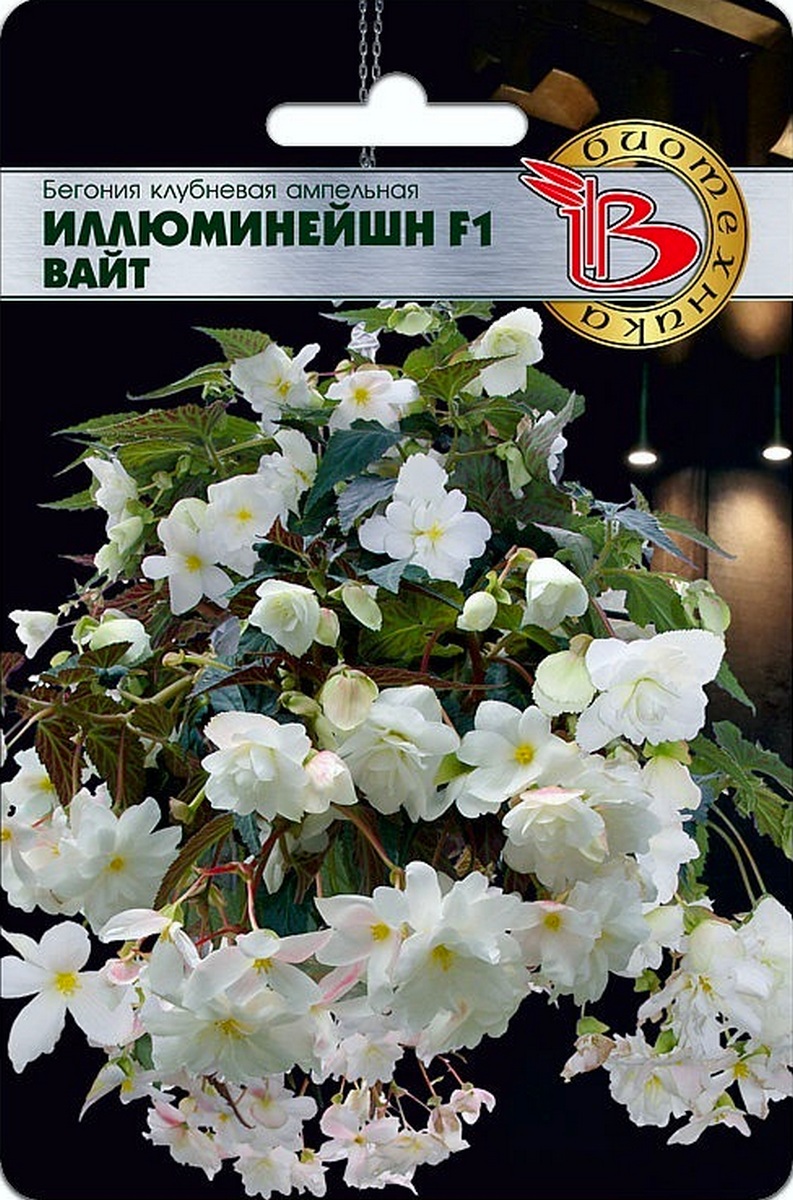 Бегония клубневая ампельная Иллюминейшн F1 Вайт, 8 шт.  Биотехника