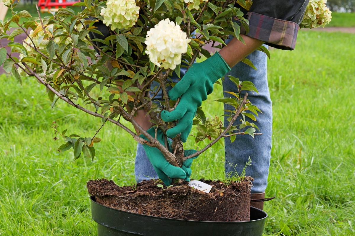 Посадка растений, озеленение