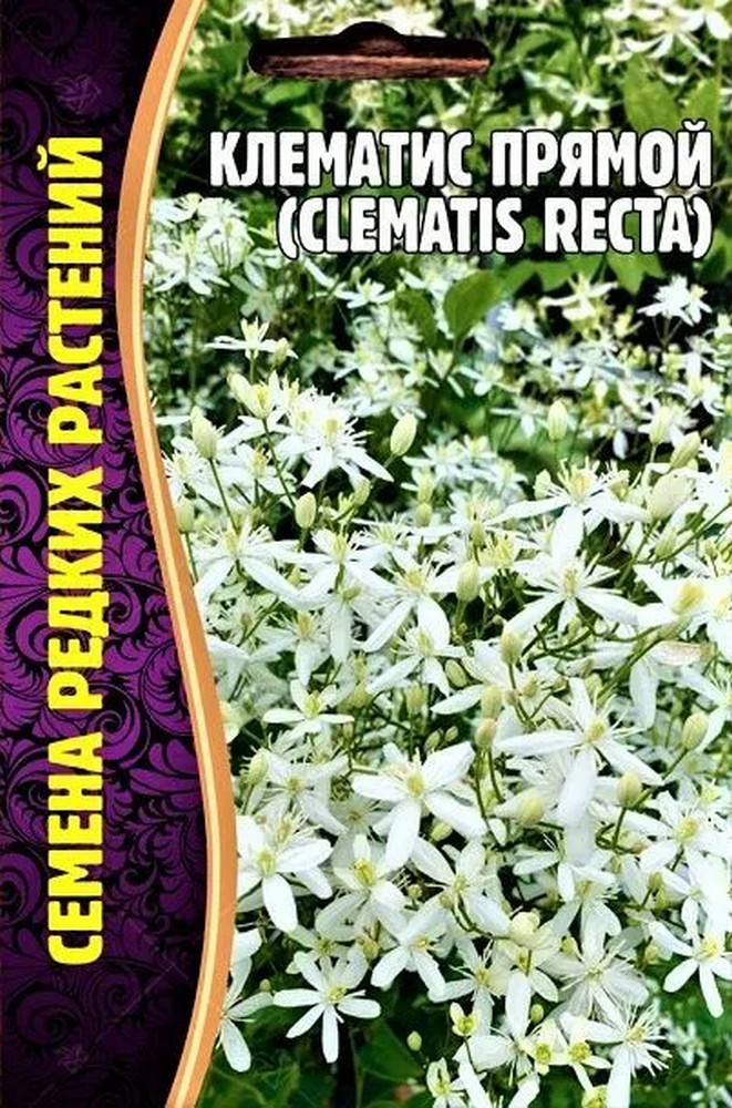Клематис Прямой (Сlematis recta), 5 шт 