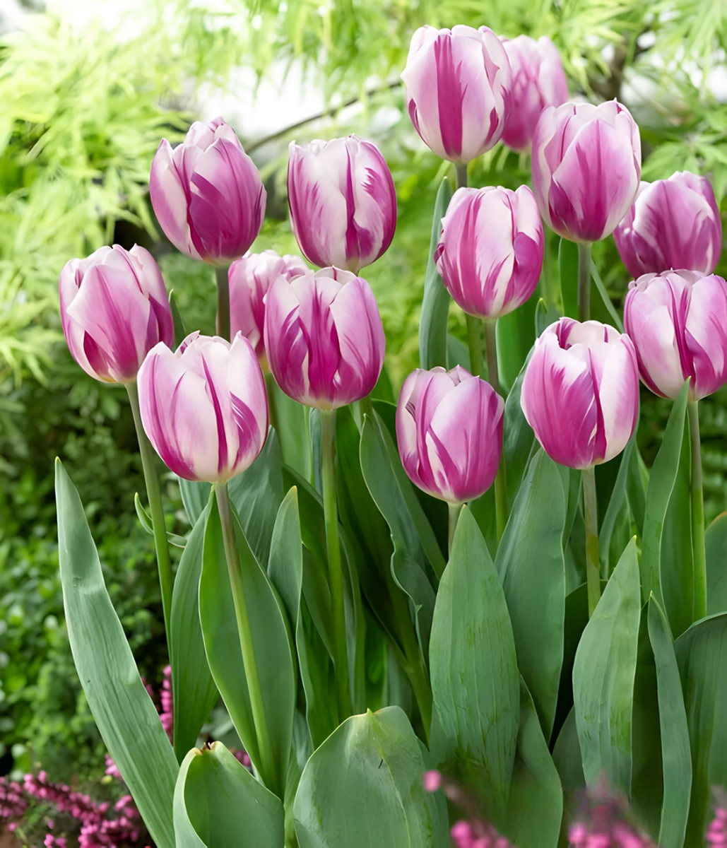 Тюльпан триумф Флиг Флаг, 11/12, 1 шт.