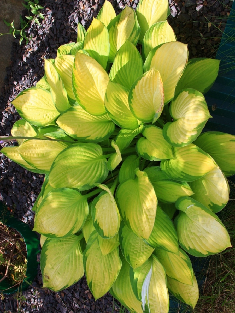 Хоста Веджвуд Голд, 1 шт.