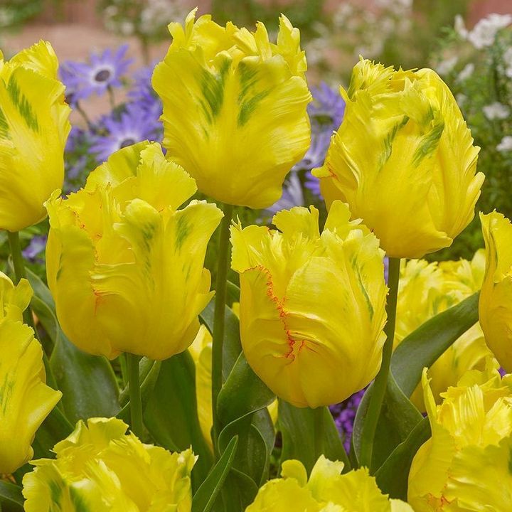 Тюльпан попугайный Техас Голд, 11/12, 1 шт.