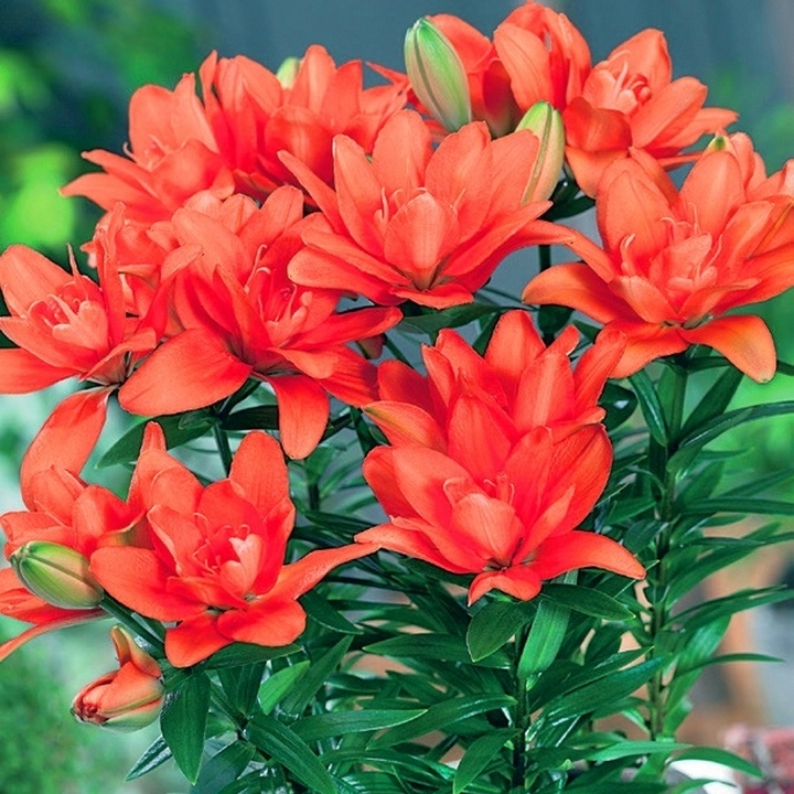 Лилия азиатская махровая Кеб Латте, 12/14, 1 шт.