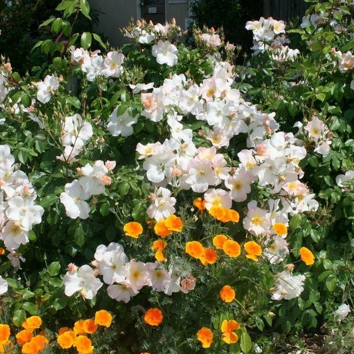 Роза мускусные гибриды Салли Холмс/ЦКор