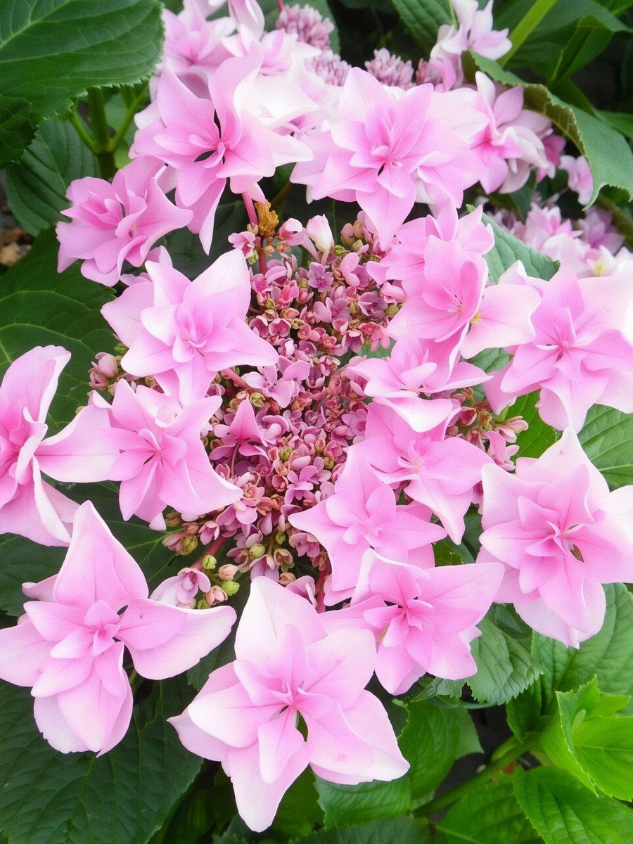 Гортензия крупнолистовая Доппио Роза/ЦКорЛюкс