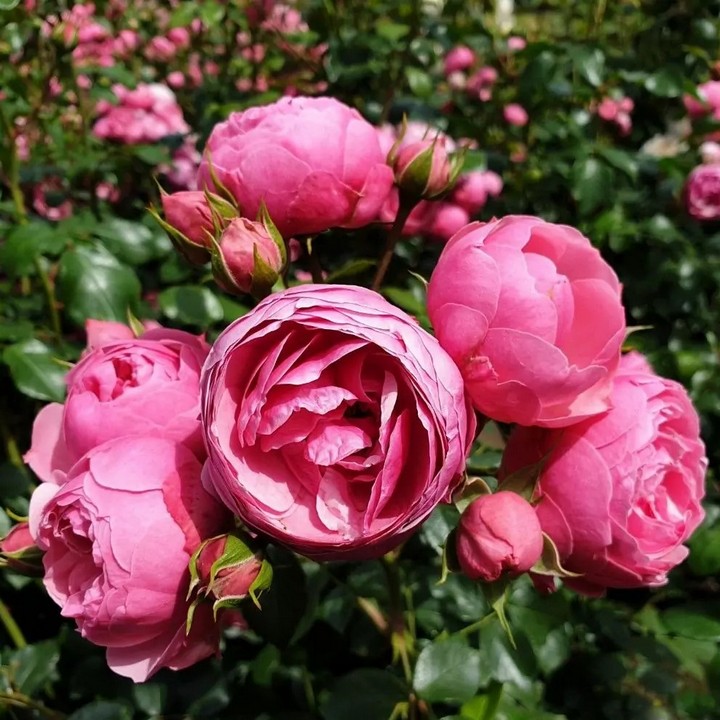 Роза Кордес флорибунда Помпонелла