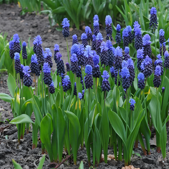 Мускари Латифолиум, 8/+, 1 шт.