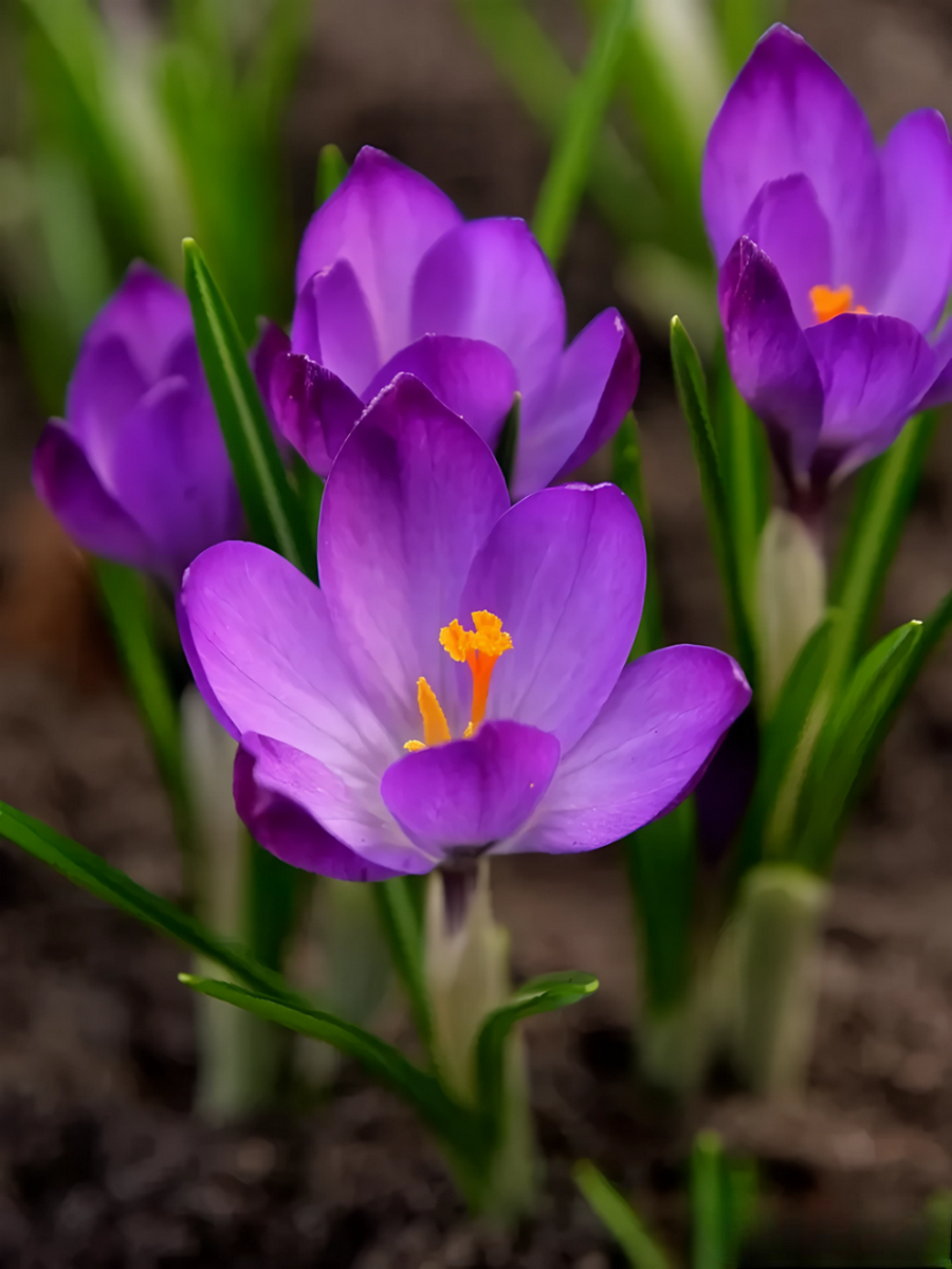 Крокус ботанический Руби Джиант, 5/+, 1 шт.