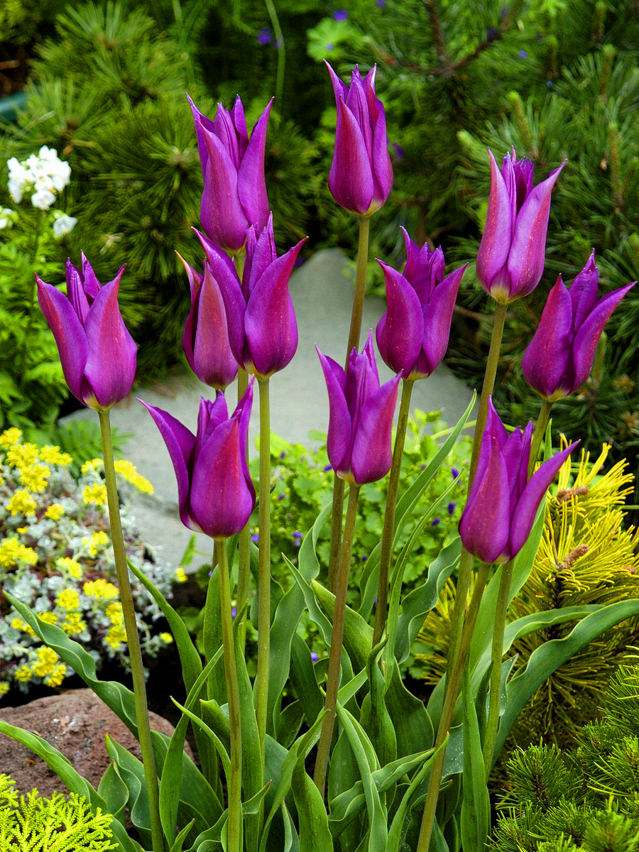 Тюльпан лилиецветный Перпл Дрим, 11/12, 1 шт.