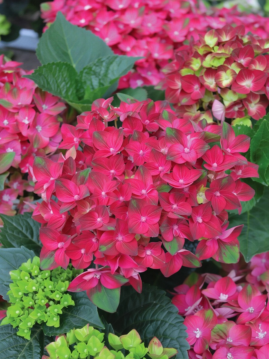 Гортензия крупнолистовая Рембрандт Россо Глори/ЦКорЛюкс