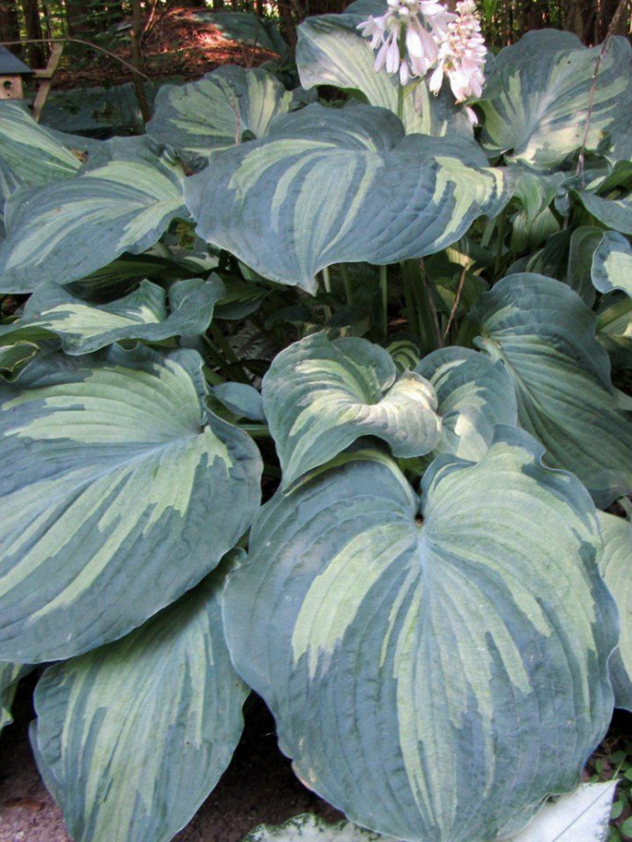 Хоста Гардиан Ангел, 1 шт.