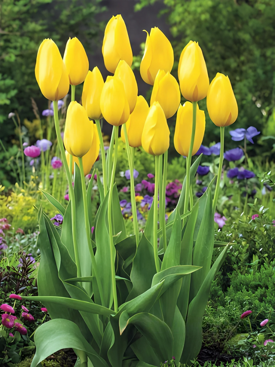 Тюльпан простой поздний Мускадет, 11/12, 1 шт.