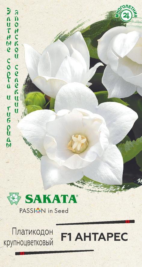 Платикодон крупноцветковый Антарес F1, 5 шт. Саката.