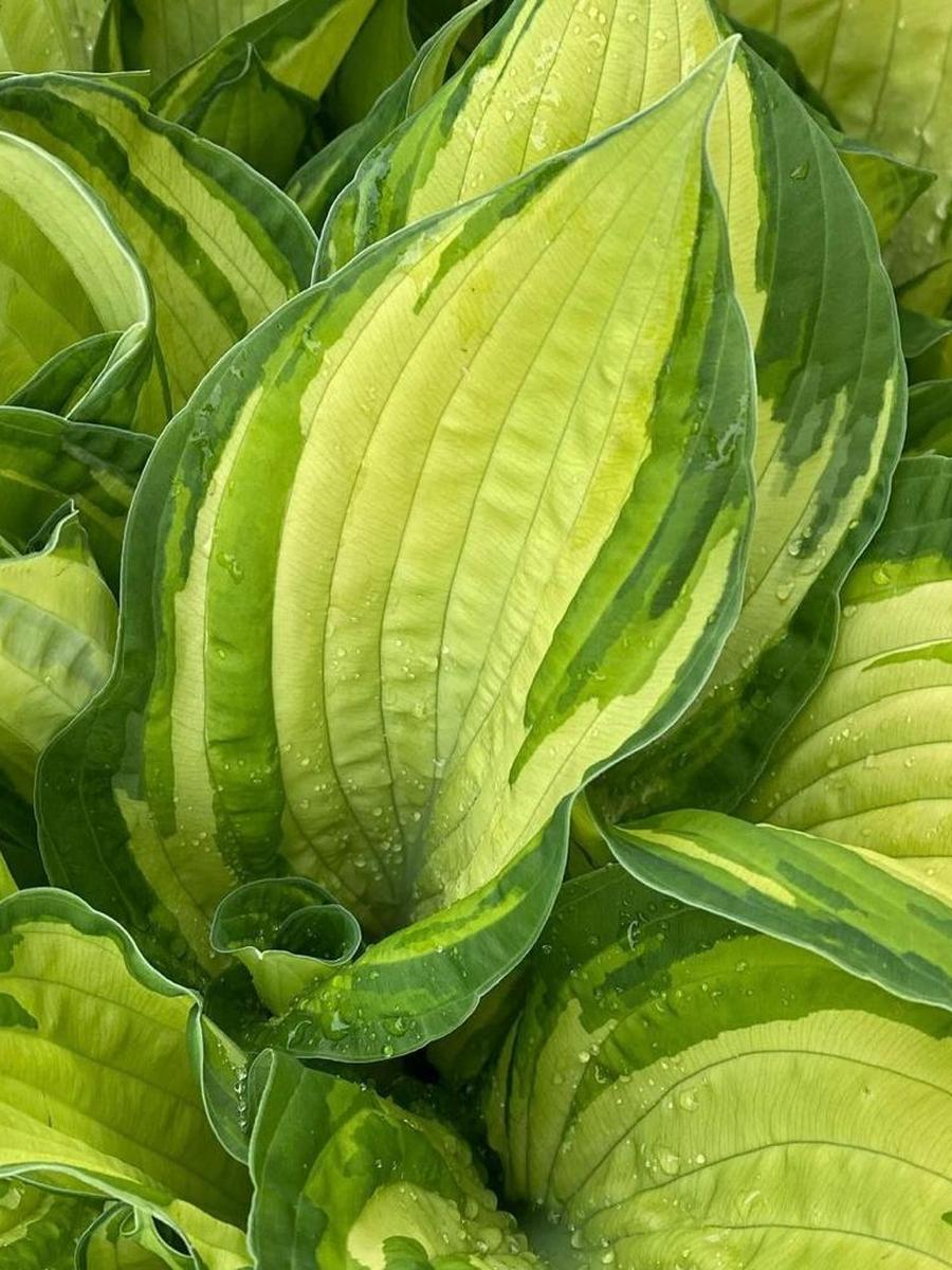 Хоста Альбопикта, 1 шт.