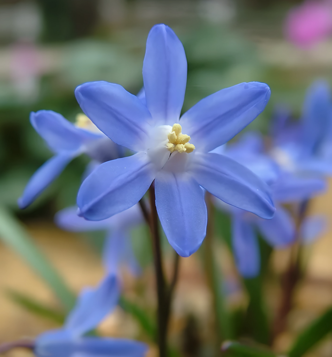 Хионодокса Сардинская, 5/+, 1 шт.