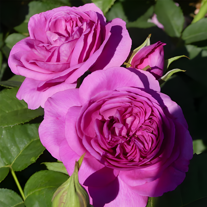 Роза Мейян чайно-гибридная Клод Брассер/ЦКорЛюкс