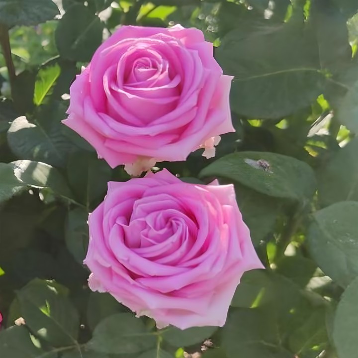 Роза чайно-гибридная Аква/ЦКор