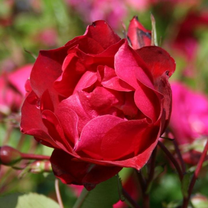 Роза канадская парковая Аделаида Худлес/ЦКор