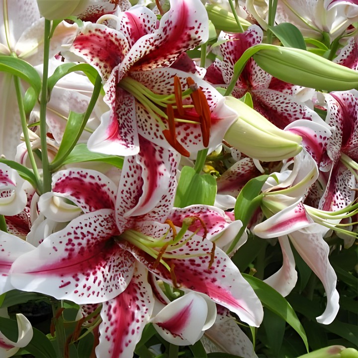 Лилия восточная Тайгервудс, 12/14,1 шт.