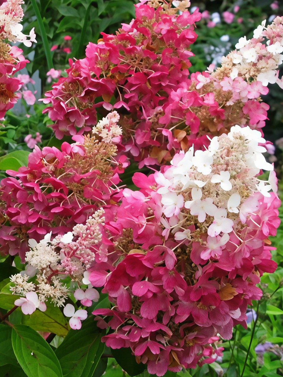 Гортензия метельчатая Пинки Винки