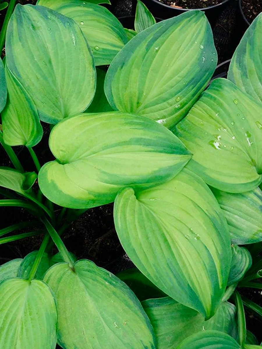 Хоста Амброзия, 1 шт.