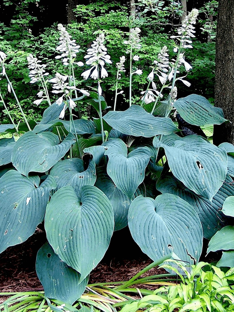 Хоста Блю Энджел, 1 шт.