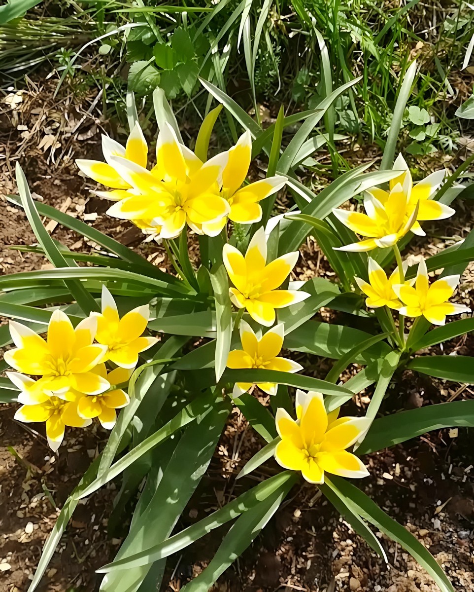 Тюльпан ботанический Урумийский, 7/8, 1 шт.