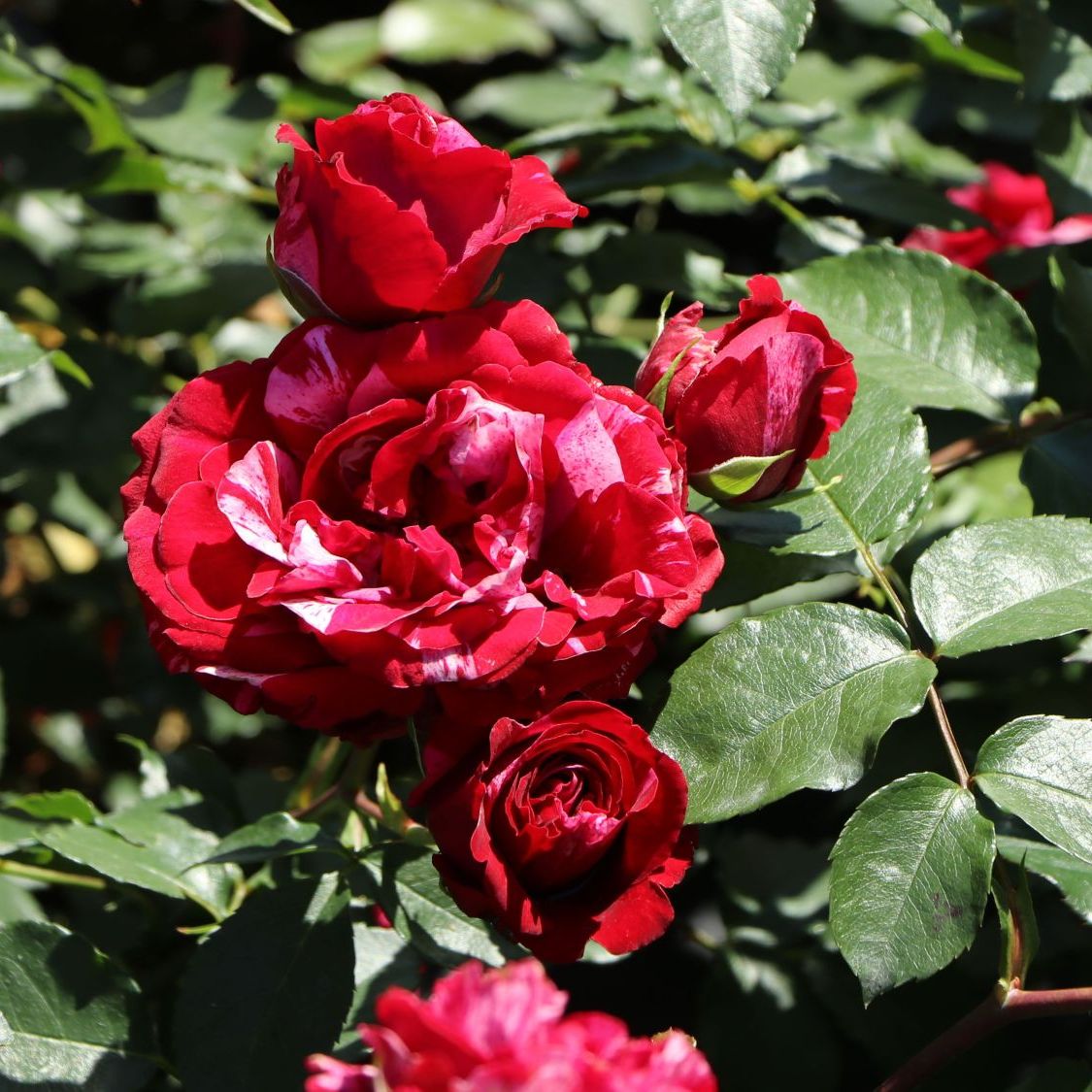 Роза флорибунда Дип Импрешн/ЦКор