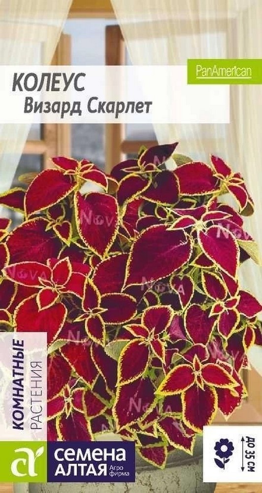 Колеус Визард Скарлет, 5 шт. 