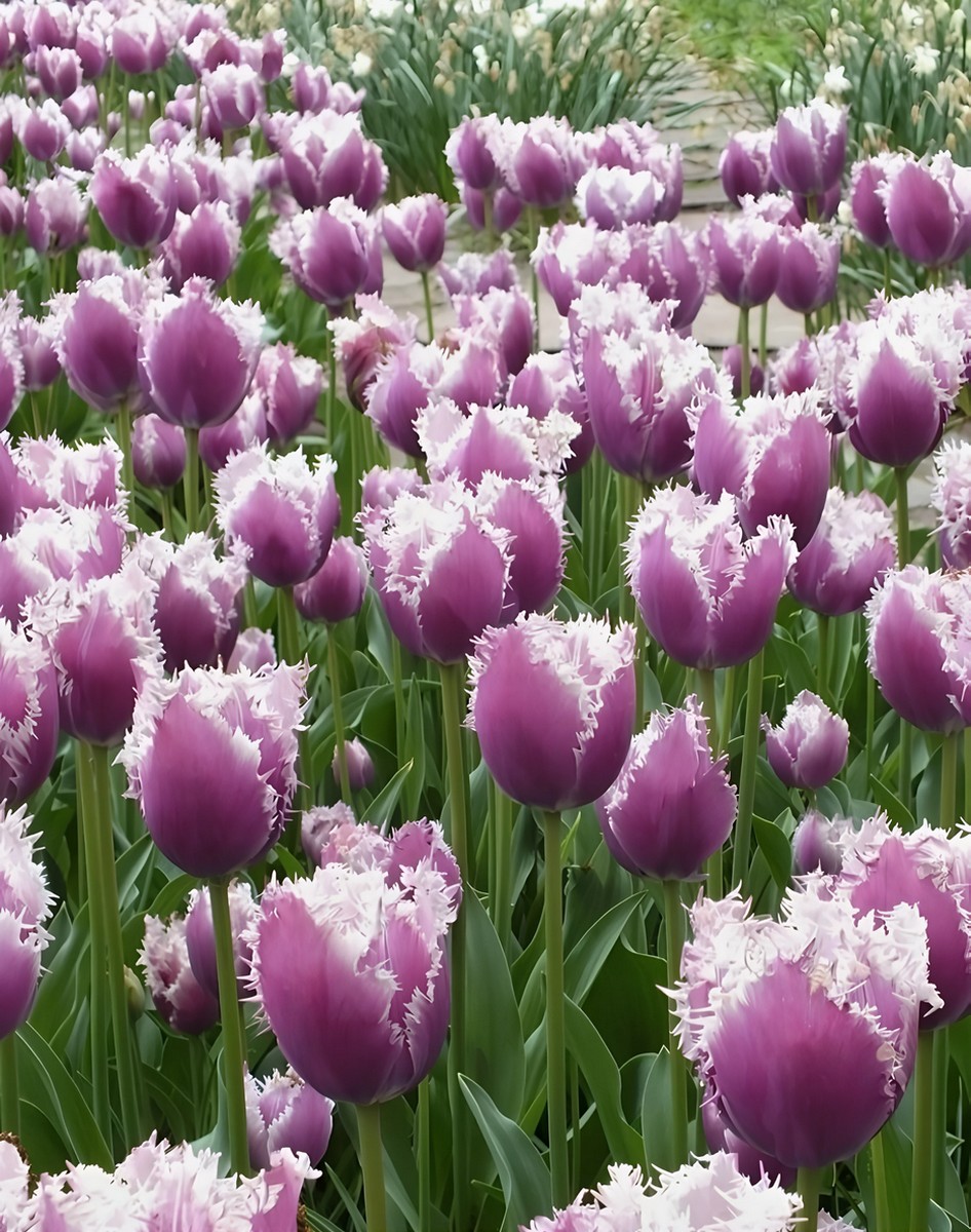 Тюльпан бахромчатый Кьюмминс, 11/12, 1 шт.