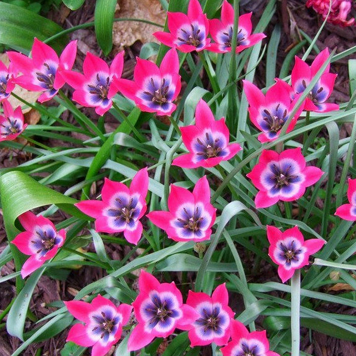 Тюльпан ботанический Литтл Бьюти, 6/7, 1 шт.