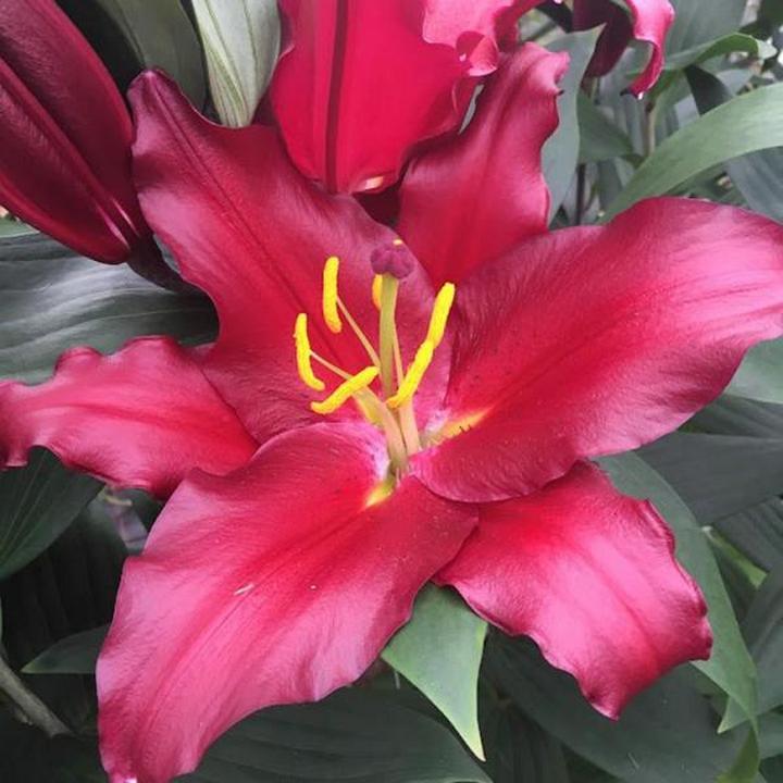 Лилия восточная Авиньер, 16/18, 1 шт.