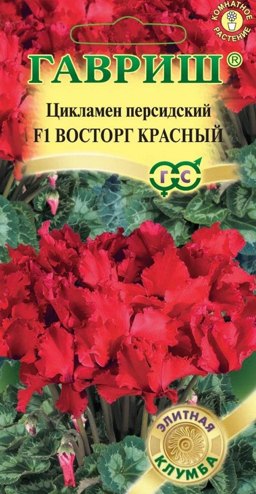 Цикламен Восторг Красный, 3 шт. Элитная клумба. 