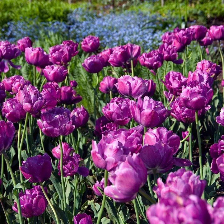 Тюльпан махровый поздний Блю Диамонд, 10/11, 1 шт.