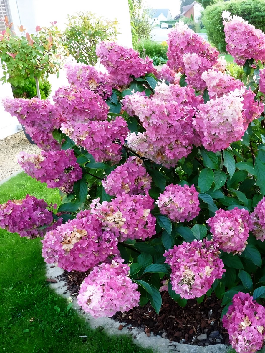 Гортензия метельчатая Сандей Фрайз 