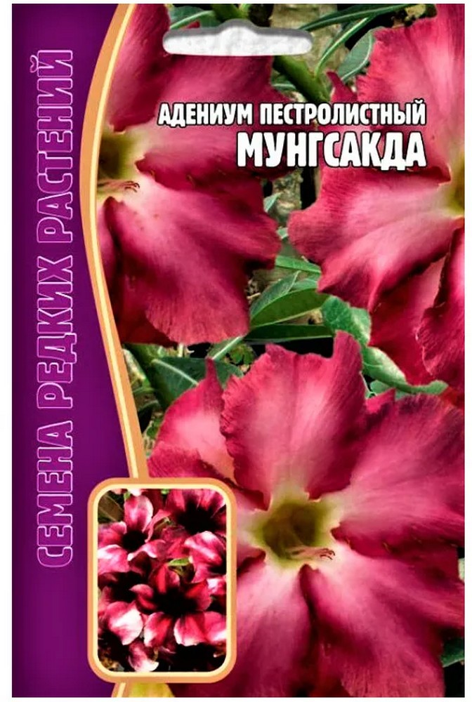 Адениум Мунгсагда, 3 шт