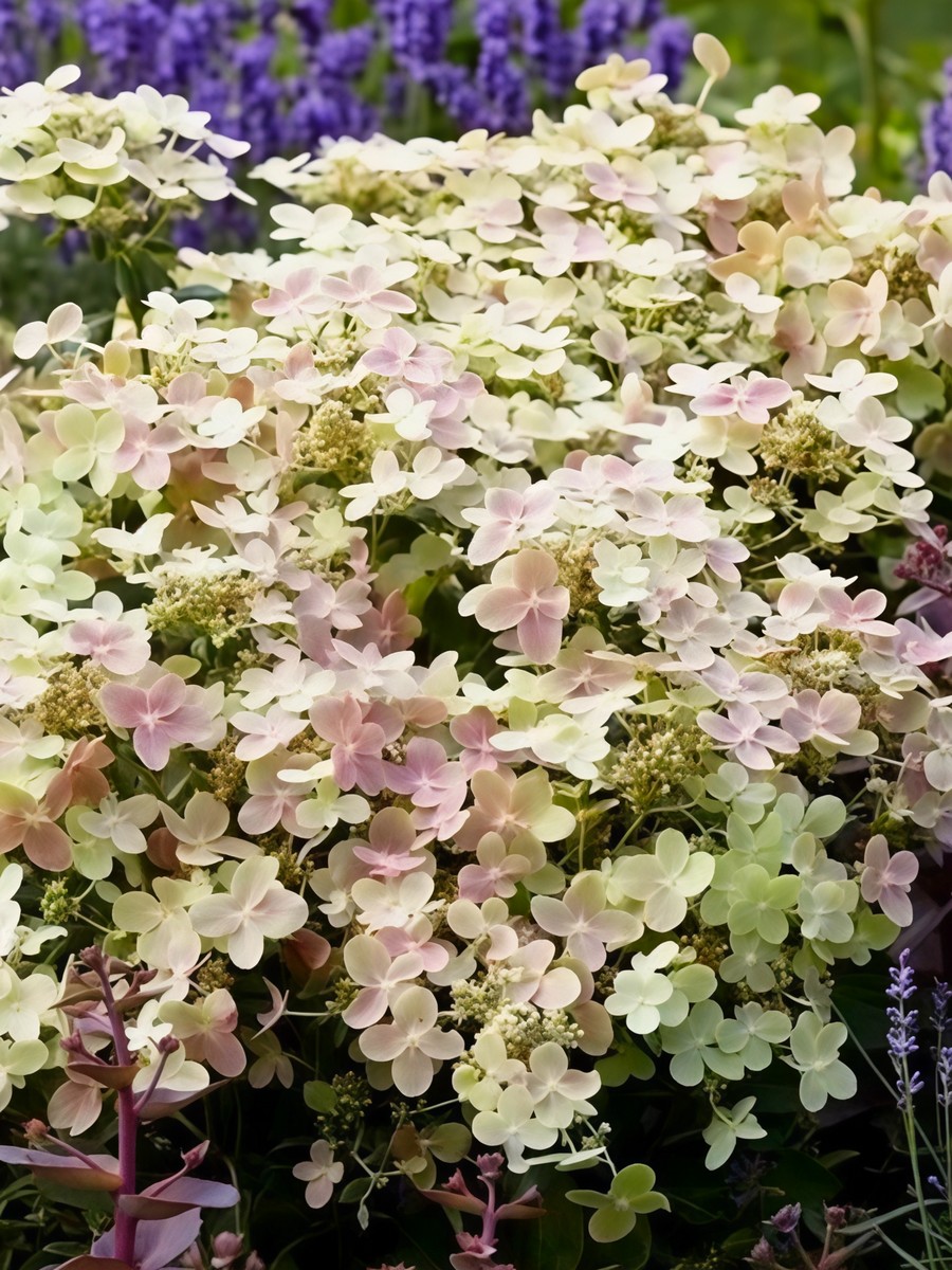 Гортензия метельчатая Полстар