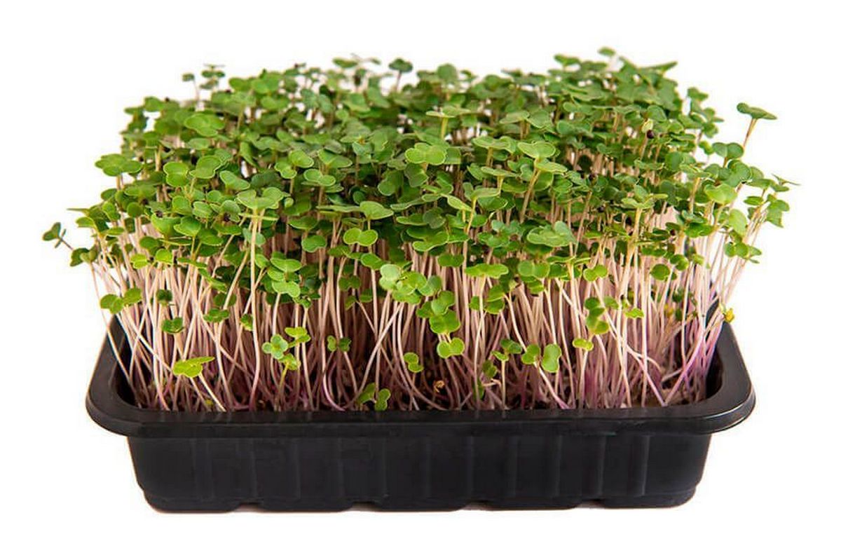 Комплект для выращивания микрозелени средний