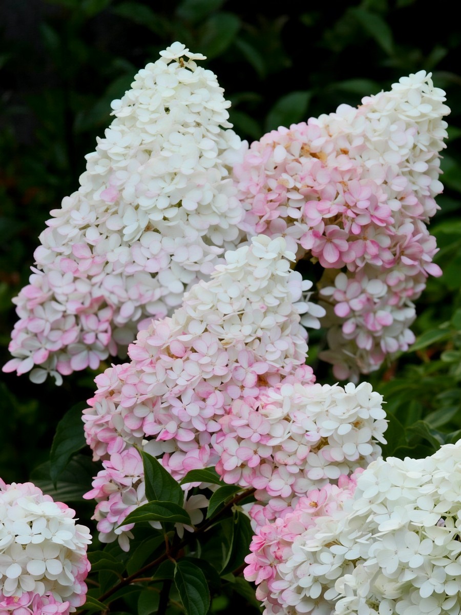 Гортензия метельчатая Литл Блоссом