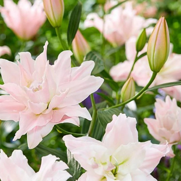 Лилия восточная махровая Амистад, для выгонки, 1 шт.