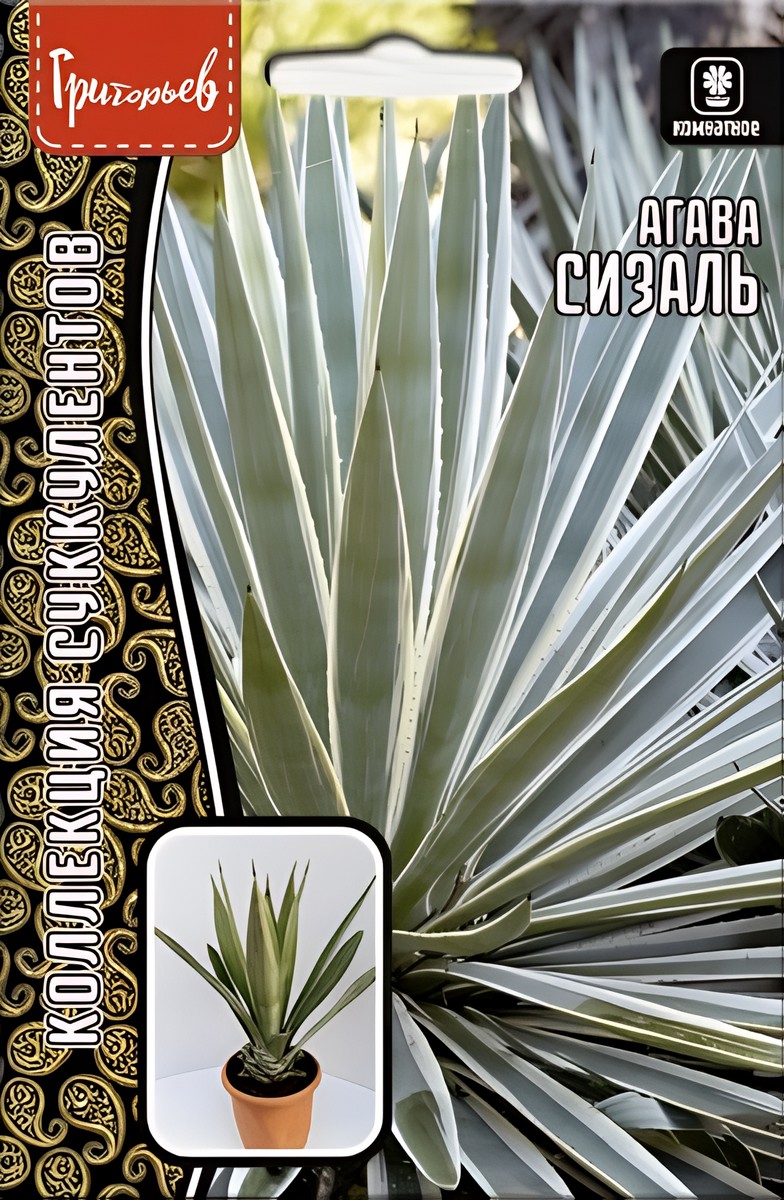 Агава Сизаль 10 шт.