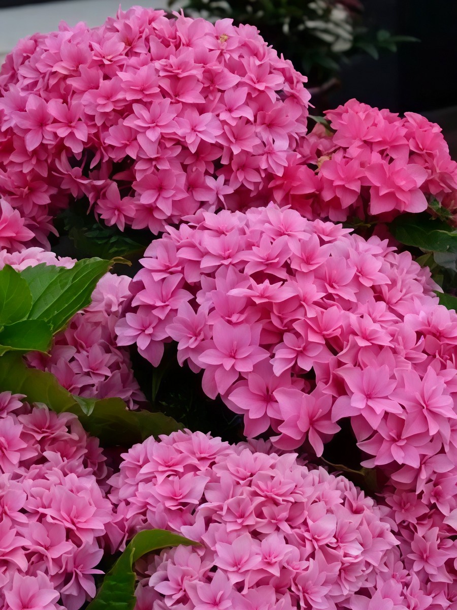 Гортензия крупнолистовая Ю энд ми Перфекшн/ЦКорЛюкс